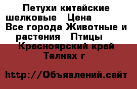 Петухи китайские шелковые › Цена ­ 1 000 - Все города Животные и растения » Птицы   . Красноярский край,Талнах г.